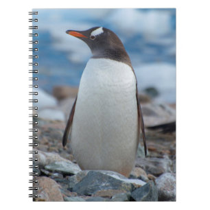 Caderno Espiral Antártica. Neko Harbor. Pinguim-gentio