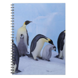 Caderno Espiral Antártica, Pinguins Imperadores