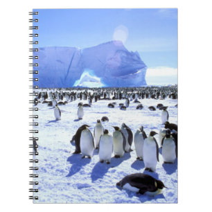 Caderno Espiral Antártida, Península Antártica, Mar de Weddell, 5