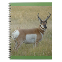 Antílope A1 Bighorn Buck