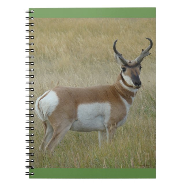 Caderno Espiral Antílope A1 Bighorn Buck (Frente)