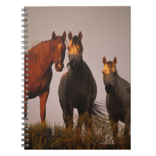 Caderno Espiral Árabes no por do sol