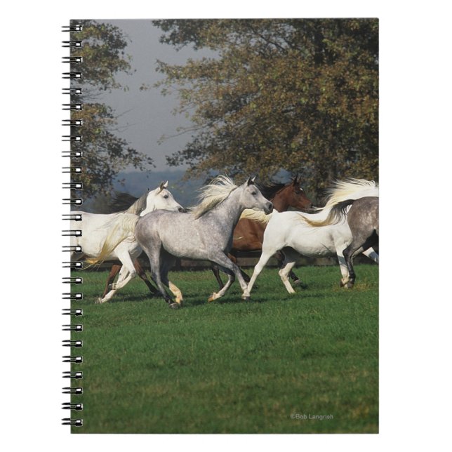 Caderno Espiral Árabes que funcionam no campo (Frente)