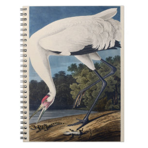 Caderno Espiral Arte da Natureza do Grou-Trombeteiro Audubon Vinta