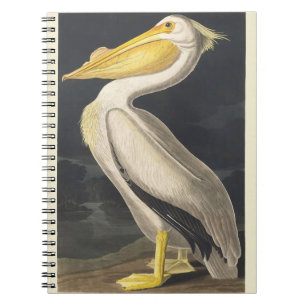 Caderno Espiral Arte de Pássaro do Pelicano Branco Americano Vinta