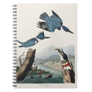 Caderno Espiral Arte de Pássaro Vintage Audubon Belted Kingfisher