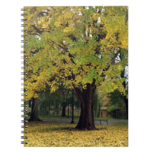 Caderno Espiral Árvore Ginkgo no outono