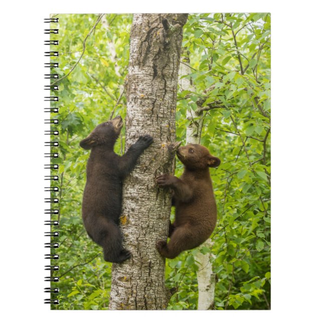 Caderno Espiral Árvore Subindo Urso Negro (Frente)