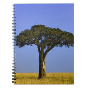 Caderno Espiral Árvore única de Acácia nas planícies gramadas, Mas