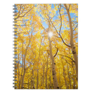 Caderno Espiral Árvores Aspen   Montanhas Sierra Nevada, CA