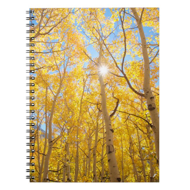 Caderno Espiral Árvores Aspen | Montanhas Sierra Nevada, CA (Frente)