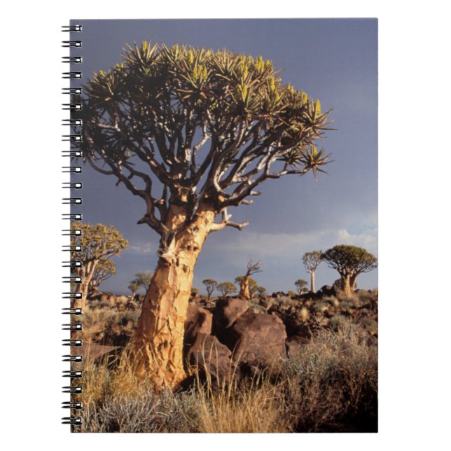 Caderno Espiral Árvores de Aljava (Aloe Dichotoma) (Frente)