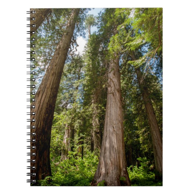 Caderno Espiral Árvores de Cedro Vermelho Ocidental (Frente)