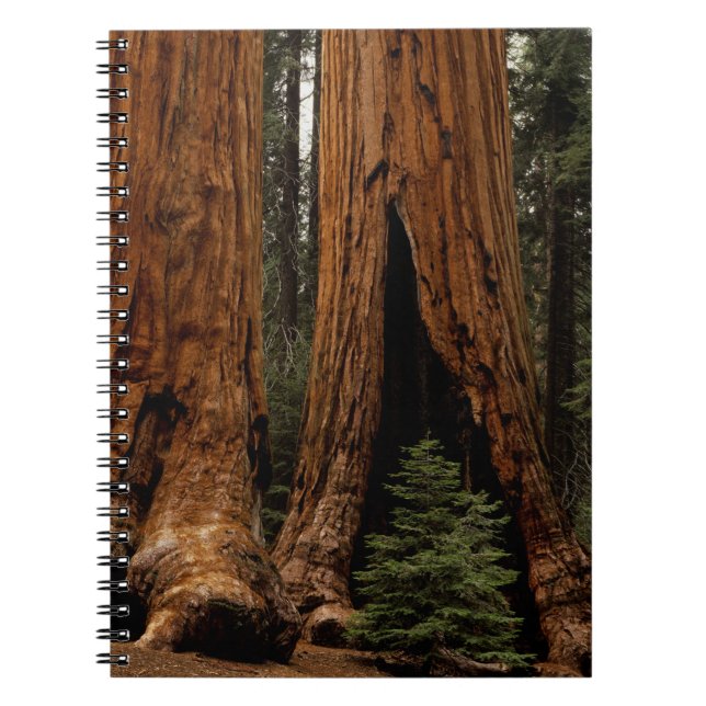 Caderno Espiral Árvores Redwood, Parque Nacional Sequoia. (Frente)