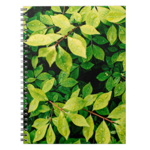 Caderno Espiral as folhas verdes frescas parecem lindas e muito na