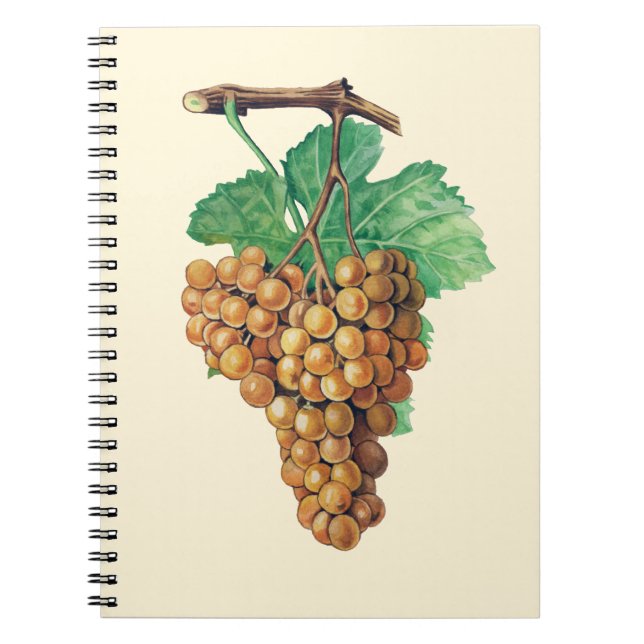 Caderno Espiral As uvas do "blanc terret", cor: buttercream (Frente)