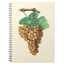 As uvas "terret blanc", cor: creme de manteiga