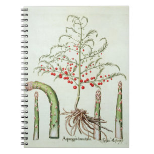 Caderno Espiral Aspargo comum na flor e na fruta, do 'Ho