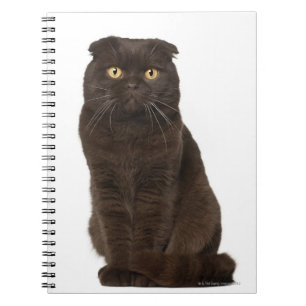 Caderno Espiral Assento da dobra do Scottish (18 meses velho)