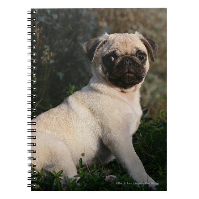 Caderno Espiral Assento do filhote de cachorro do Pug da jovem (Frente)