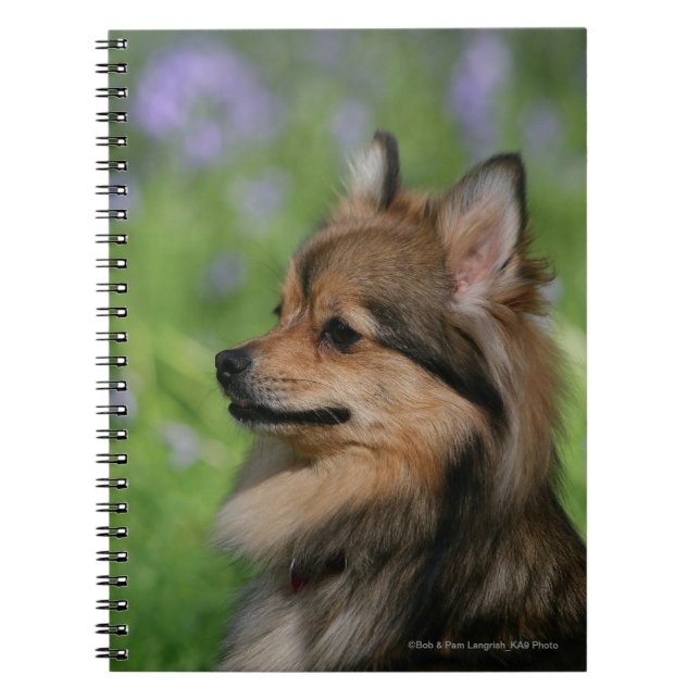Caderno Espiral Assento do Headshot de Pomeranian (Frente)