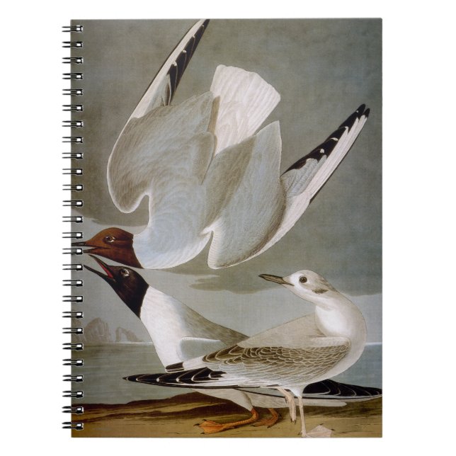 Caderno Espiral Audubon: A gaivota de Bonaparte (Frente)