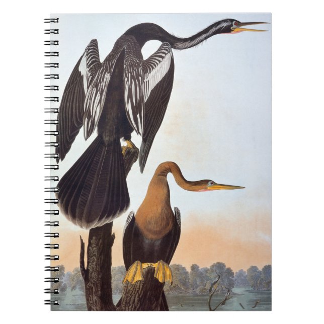 Caderno Espiral Audubon: Anhinga (Frente)