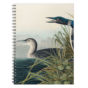 Caderno Espiral Audubon Bird Loon Diver Classic