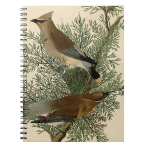 Caderno Espiral Audubon Cedar Waxwing Bird