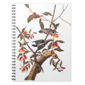 Caderno Espiral Audubon Downy Woodpecker Casal com Flores