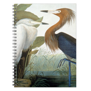 Caderno Espiral Audubon: Egret avermelhado ou garça-real roxa