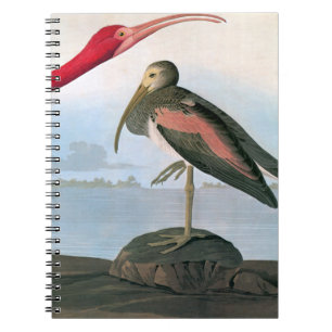 Caderno Espiral Audubon: Escarlate dos íbis