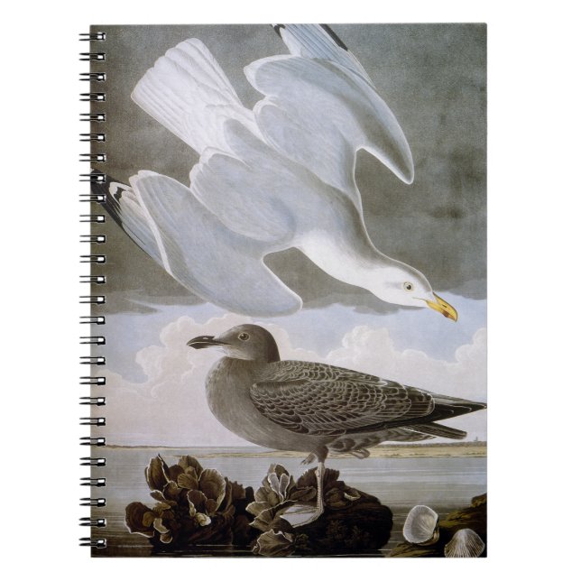 Caderno Espiral Audubon: Gaivota de arenques (Frente)