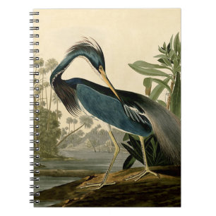 Caderno Espiral Audubon Louisiana Heron Birds América Art