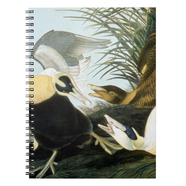 Caderno Espiral Audubon: Pato de êider (Frente)