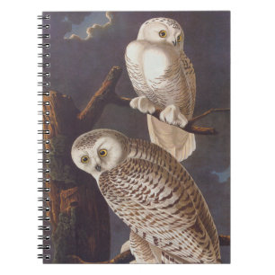 Caderno Espiral Audubon Snowy White Ows em uma Noite Nublada Escur
