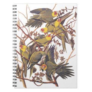 Caderno Espiral Audubon's Carolina Parakeet