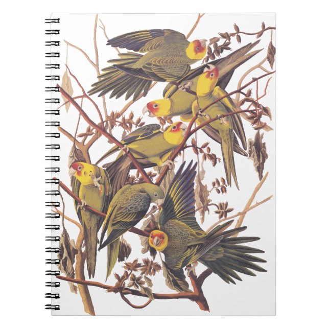 Caderno Espiral Audubon's Carolina Parakeet (Frente)