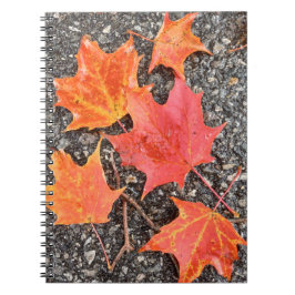 Caderno Espiral Autumn Maple Deixa Notebook Espiral