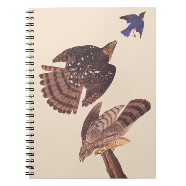 Caderno Espiral Ave Hawk Hawk de Prey, Coopers de Audubon (Frente)