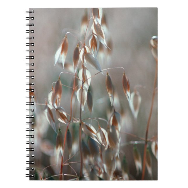 Caderno Espiral Aveia De Ripe (Avena Sativa) Fechar. Ceres, Boland (Frente)