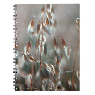 Caderno Espiral Aveia Madura (Avena Sativa) Close Up. Ceres, Bolan