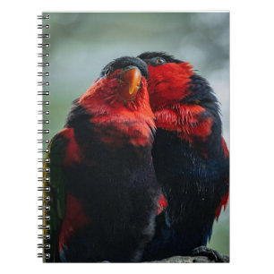 Caderno Espiral Aves, Papagaios, Ornitologia
