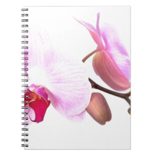 Caderno Espiral Aziza Orchid Blossoms