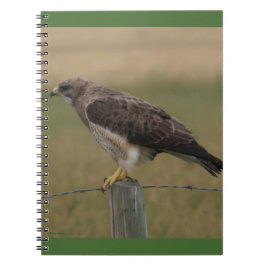 Caderno Espiral B10 Falcão-de-swainson