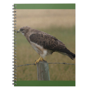 Caderno Espiral B10 Falcão-de-swainson