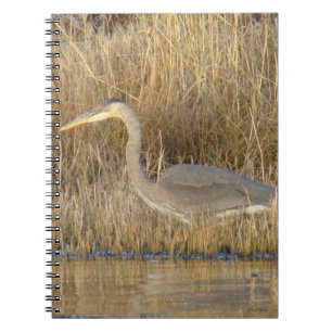 Caderno Espiral B19 Garça-azul-grande jovem