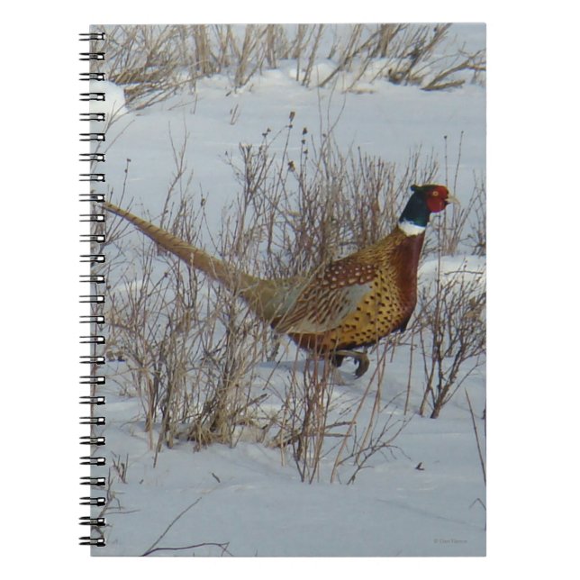 Caderno Espiral B23 Faisão-de-pescoço-anilado na Neve (Frente)