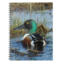 Caderno Espiral B25 Pato-colher norte-americano