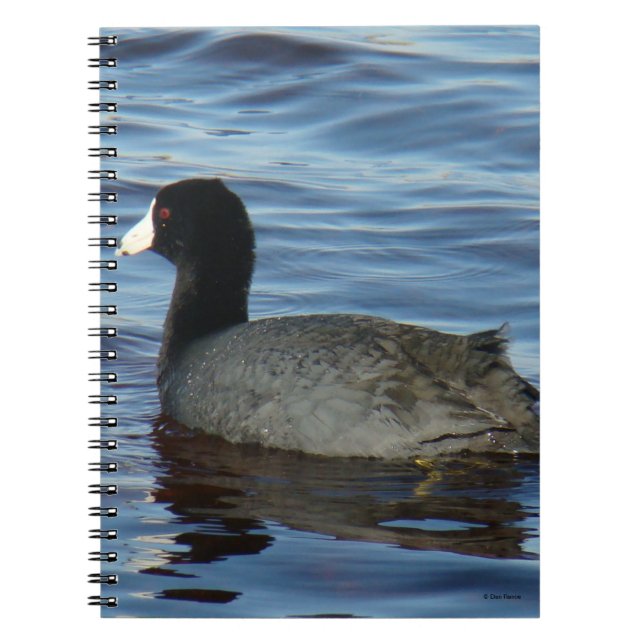 Caderno Espiral B27 Coot Comum (Frente)